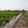 Integrated Soil Salinity Mangement for Rice-based Systems (ISSM4RICE) project in Senegal