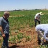 MED4PEST Project in Mediterranean Countries